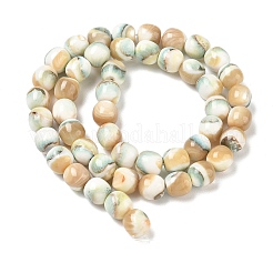 Natural Seashell Shell Beads Strands&nbsp;SH-CBAFEDD-01A