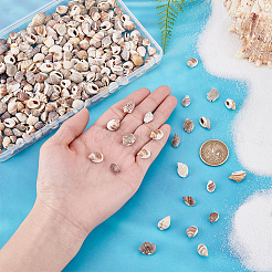 170G Natural Spiral Shell Beads&nbsp;BSHE-PH0001-44