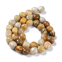 Natural Fossil Coral Beads Strands&nbsp;G-C038-02T