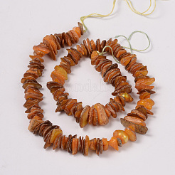 Natural Shell Beads Strands&nbsp;PBB226Y-1