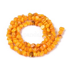 Natural Freshwater Shell Beads Strands&nbsp;SHEL-N037-04G