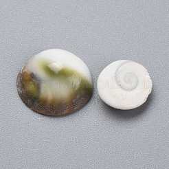 Natural Sea Shell Cabochons&nbsp;SSHEL-K026-03B