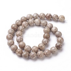 Natural Fossil Coral Beads Strands&nbsp;G-F563-02-8mm