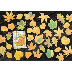 50Pcs Maple Leaf Theme Paper Stickers&nbsp;STIC-P017-C02