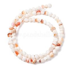 Natural Sea Shell Beads Strands&nbsp;SHEL-K006-77