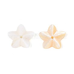 Natural Freshwater Shell Beads&nbsp;BSHE-T014-14
