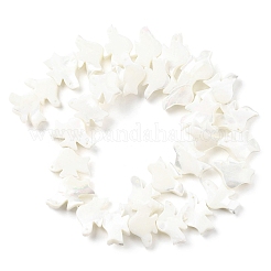 Natural Trochid Shell/Trochus Shell Beads Strands&nbsp;SSHEL-R145-04