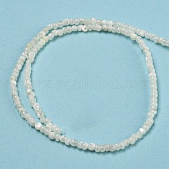 Natural White Shell Dyed Beads Strands&nbsp;BSHE-Z005-03G