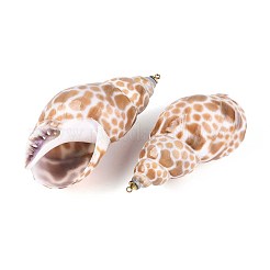 Natural Sea Shell Big Pendants&nbsp;SSHEL-T017-35