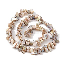 Natural Freshwater Shell Beads Strands&nbsp;BSHE-H018-07A