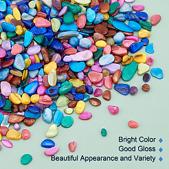10 Colors Natural Shell Beads&nbsp;SHEL-NB0001-06