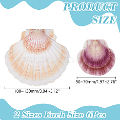 2 Styles Natural Shell&nbsp;SSHEL-WR0001-06A