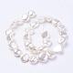 Shell Pearl Beads Strands&nbsp;BSHE-L035-F01-2