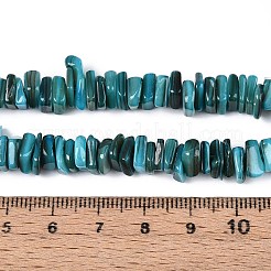 Natural Freshwater Shell Beads Strands&nbsp;SHEL-T020-40D