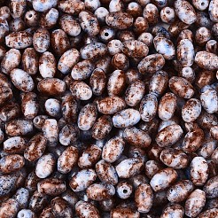 Spray Painted Glass Seed Beads&nbsp;SEED-T007-14C