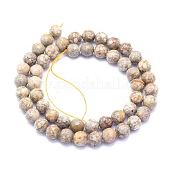 Natural Conch Fossil Beads Strands&nbsp;G-K310-A07-8mm