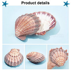 Natural Lion's Paw Sea Scallops&nbsp;AJEW-WH0041-69
