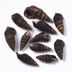 Natural Spiral Shell Beads&nbsp;SSHEL-S258-92