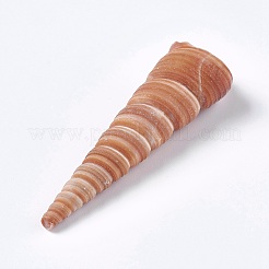 Natural Conch&nbsp;DIY-WH0097-01