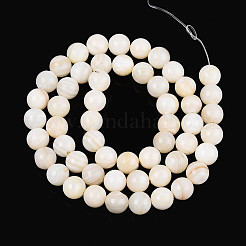 Natural Freshwater Shell Beads Strands&nbsp;SHEL-N038-05