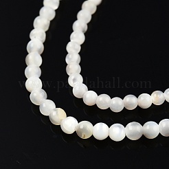 Natural White Shell Bead Strands&nbsp;X-SSHEL-N003-144A-01
