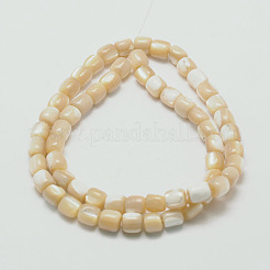 Natural Sea Shell Column Bead Strands&nbsp;SSHEL-M014-22