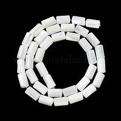 Natural Trochus Shell Beads Strands&nbsp;BSHE-Z003-18
