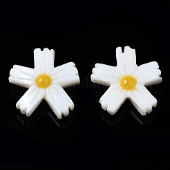 Natural Freshwater Shell Beads&nbsp;LS-SHEL-N003-19A