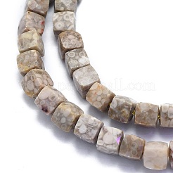 Natural Conch Fossil Beads Strands&nbsp;G-K310-B21