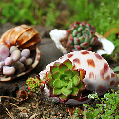 Natural Shell Home Display Decoration Sets&nbsp;SSHEL-T016-13