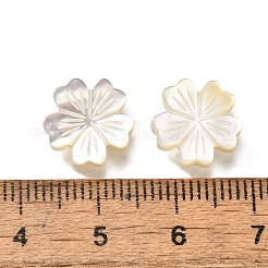 Natural White Shell Beads&nbsp;BSHE-Z008-07