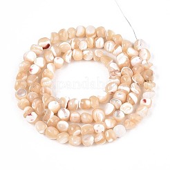 Natural Trochid Shell/Trochus Shell Beads Strands&nbsp;SSHEL-N040-11