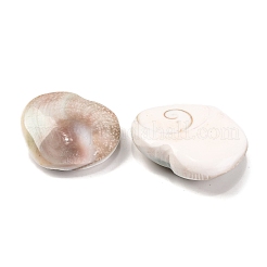 Natural Shiva Eye Shell Cabochons&nbsp;SHEL-H006-01A
