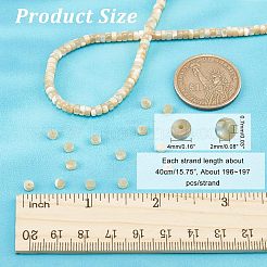 1 Strand Natural Trochid Shell/Trochus Shell Beads Strands&nbsp;BSHE-NB0001-18