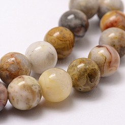 Natural Crazy Lace Agate Beads Strands&nbsp;X-G-D840-70-8mm