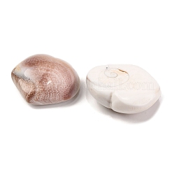Natural Shiva Eye Shell Cabochons&nbsp;SHEL-H006-01B