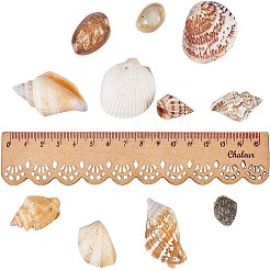 Mixed Natural Shell Bead Sets&nbsp;BSHE-PH0003-03