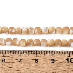 Natural Trochid Shell/Trochus Shell Beads Strands&nbsp;BSHE-T014-53