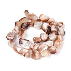 Natural Sea Shell Beads Strands&nbsp;SSHEL-N041-02B