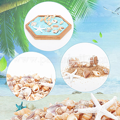 Natural Shell & Starfish Resin Cabochons Decorations&nbsp;SHEL-AR0001-13