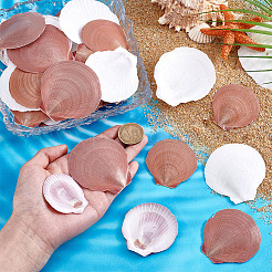 40Pcs Natural Shell for Aquarium Fish Tank Ornaments&nbsp;SHEL-PH0001-68