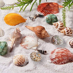 Beautiful Beach Sea Shells&nbsp;SSHEL-PH0004-17