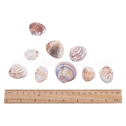 1 Box Scallop Seashells Clam Shell Dyed Beads with Holes for Craft Making 40-50pcs&nbsp;BSHE-YW0001-01