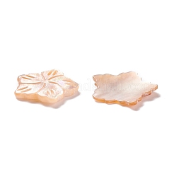 Sea Shell Cabochons&nbsp;SSHEL-C008-09