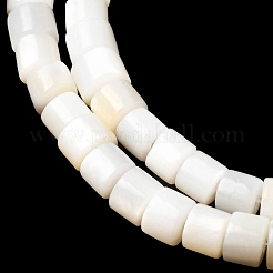 Natural Freshwater Shell Beads Strands&nbsp;SHEL-K006-07