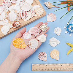 48Pcs Natural Shell Crafts&nbsp;DJEW-AR0001-12
