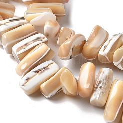 Dyed Natural Trochus Shell Beads Strands&nbsp;X-SSHEL-C013-09K