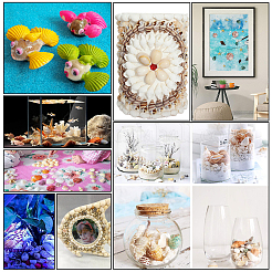 Natural Sea Shell Beads Kits&nbsp;SSHEL-PH0002-49