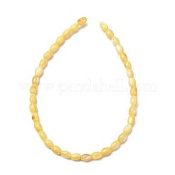 Dyed Natural Freshwater Shell Beads Strands&nbsp;SH-CBA2978-06B