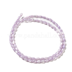 Natural Trochus Shell Beads Strands&nbsp;SHEL-K006-19B